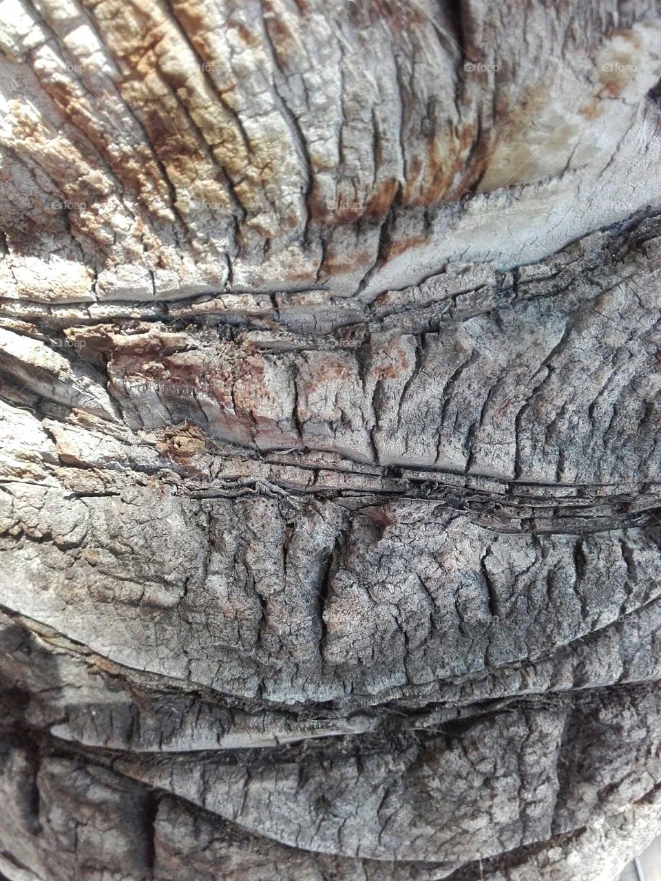Palm tree trunk close-up