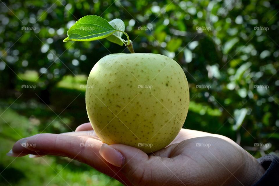Green apple in hand. An amazing fruit for all to see.  A lovely green apple for you, from me.