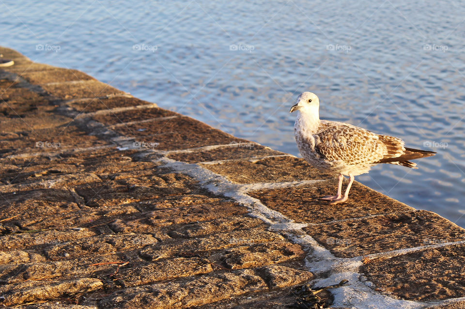 Gulf of Morbihan Brittany France