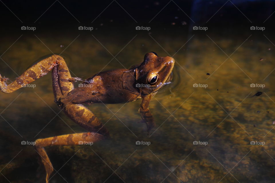 Female species of polypedates. Jumping from the stage of amplexus into the water, and flyng on to the lomg of times. Felt distirb by the flash of camera, and spending the night to the pound with its tadpoles.