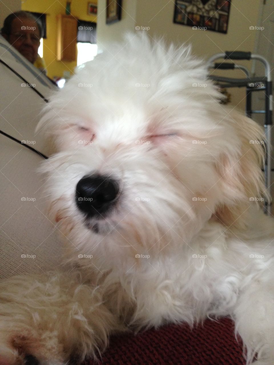 White dog with closed eyes