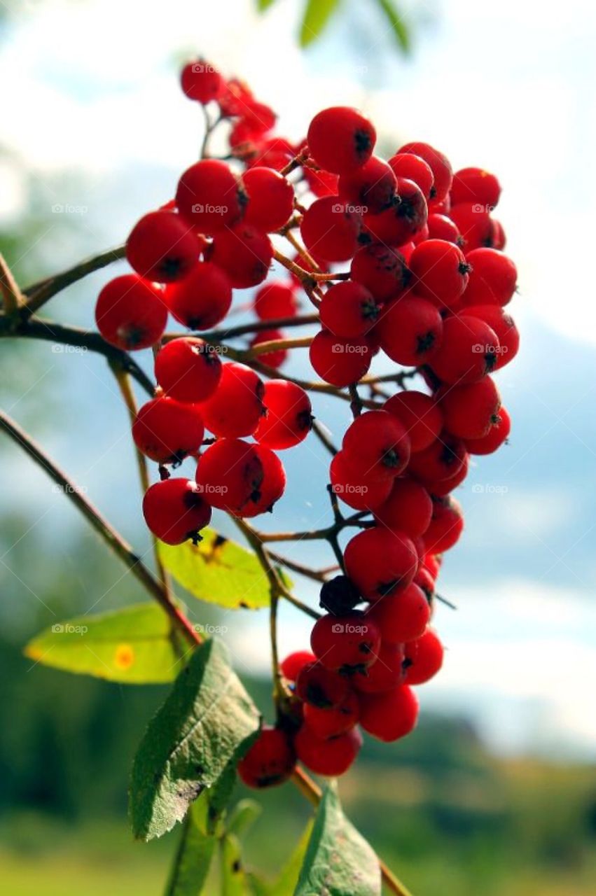 Rowanberry