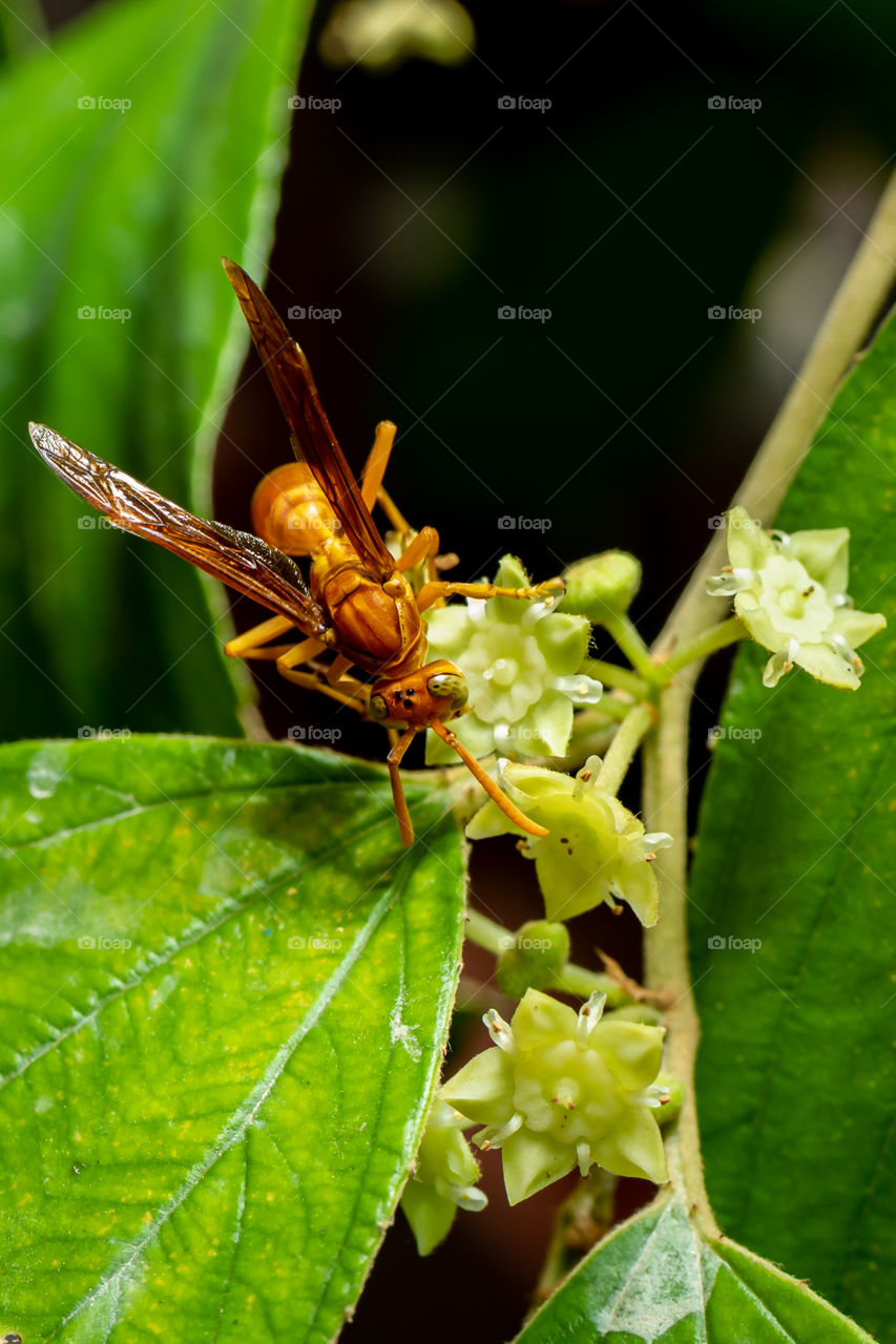 The Asian giant hornet, including the former subspecies known as the Japanese giant hornet, colloquially known as the yak-killer hornet, is the world's largest hornet, native to temperate and tropical Eastern Asia.