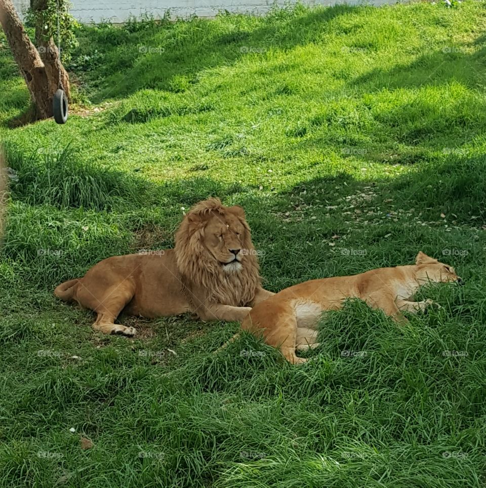 couple lion
