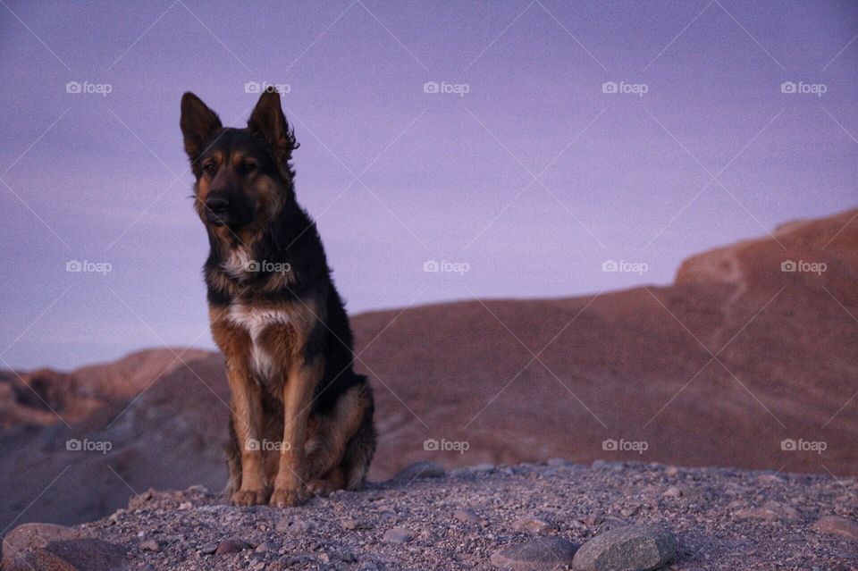 Dog, No Person, One, Outdoors, Sky