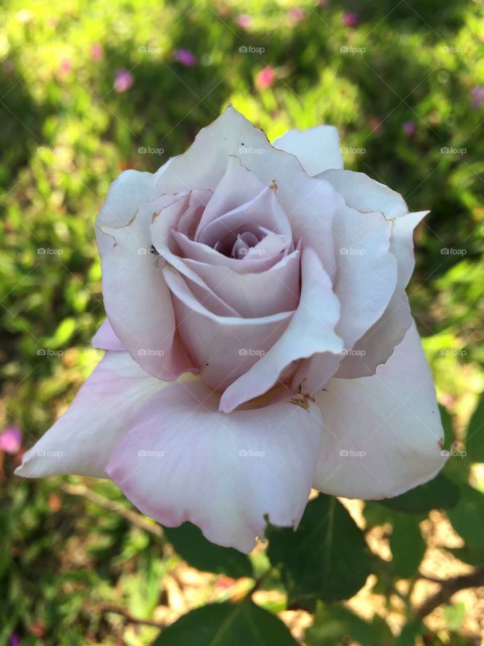 End of cooper! Sweaty, tired and happy, stretching and enjoying the beauty of flowers. And those lilac / purple petals? Long live nature and the inspiration it gives us! / Fim de cooper - Suado, cansado e feliz, alongando e curtindo a beleza das flor