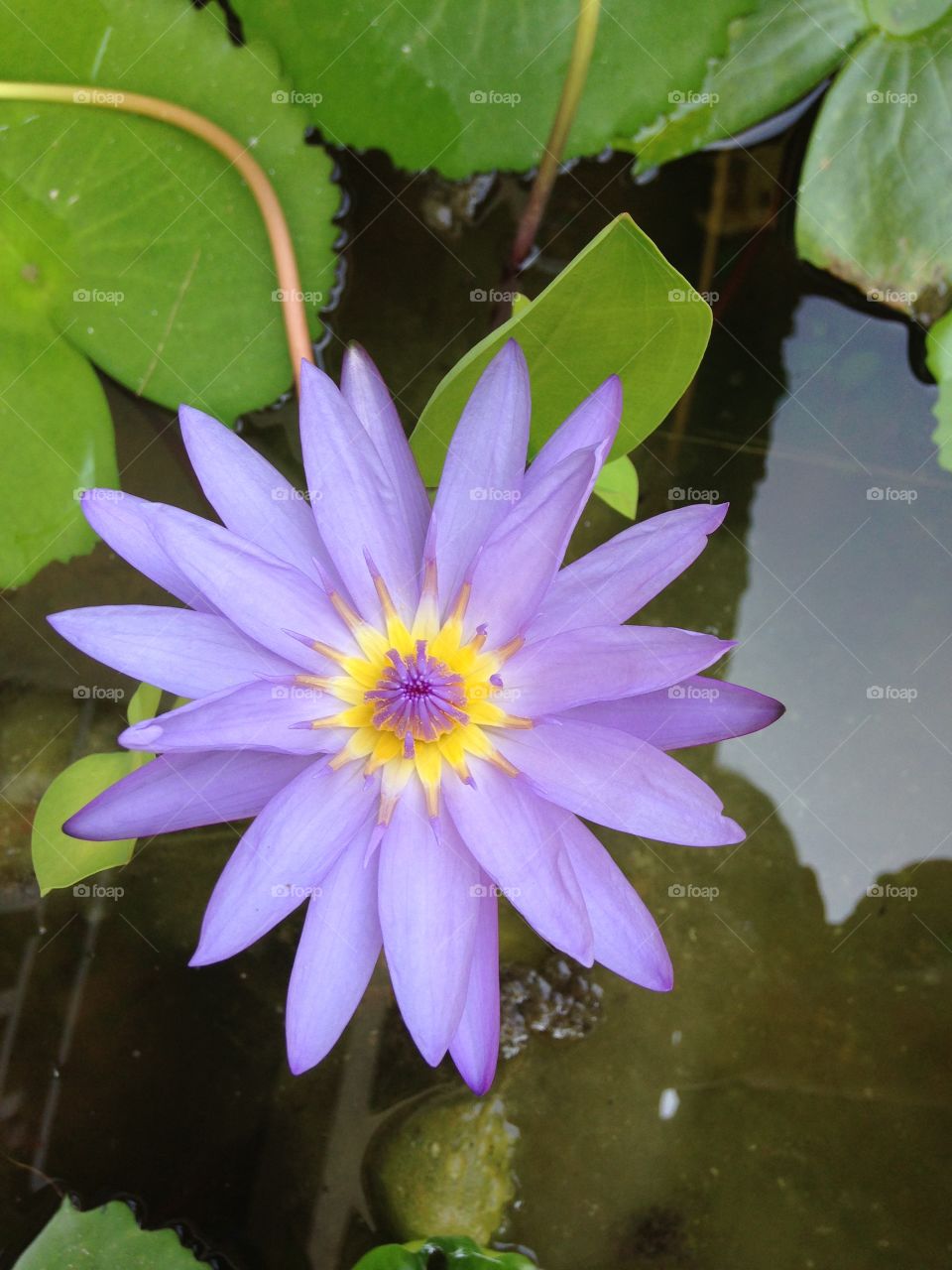 Water Lily Flower. Purple Water Lily Flower