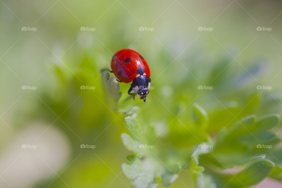 Red ladybug on green leaves