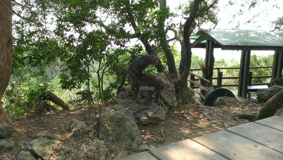 Formosan Macaque Mating