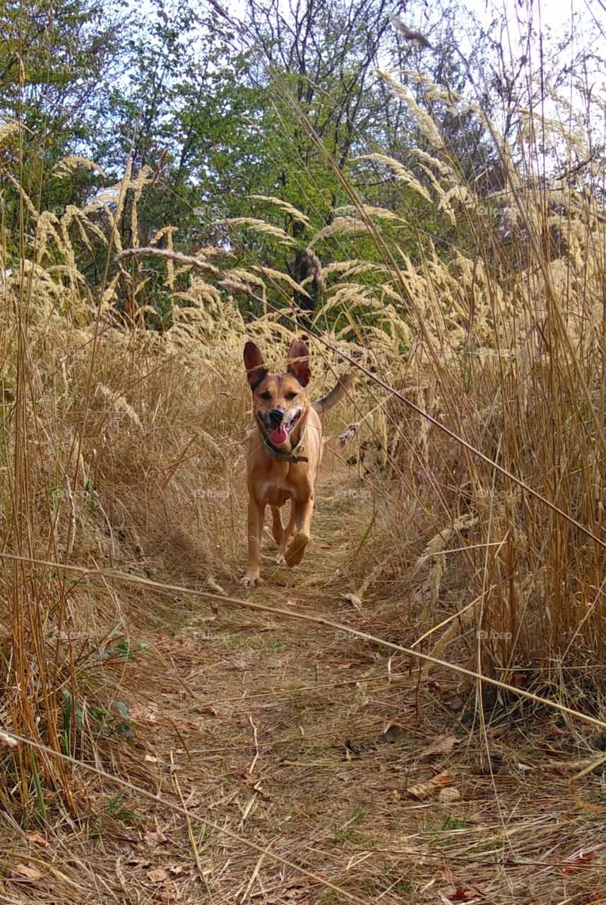 running dog