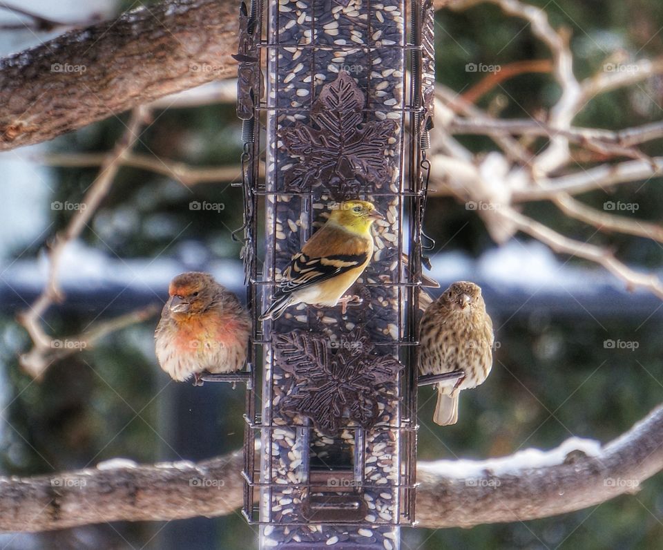 Trio of Birds