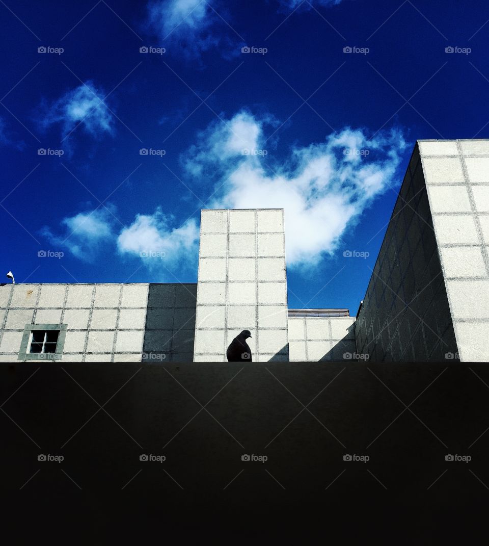 Hawaiian Dove Silhouette 