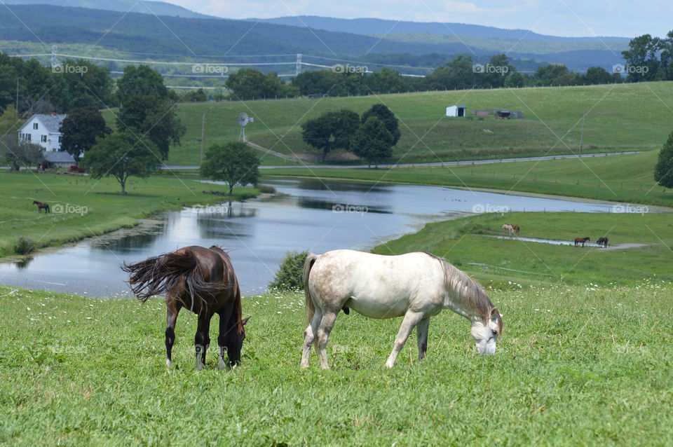 Grazing 
