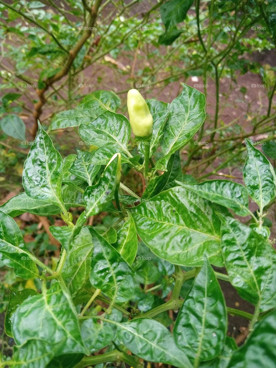 Chili plant
