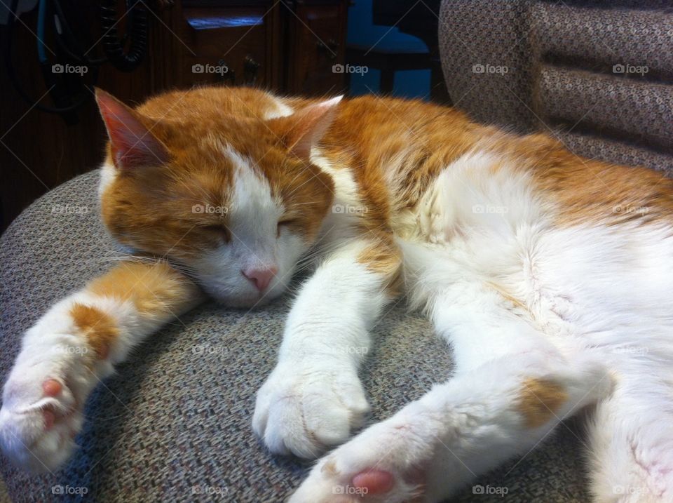 Sleepy Cat. My cat Gus asleep in his favorite chair.