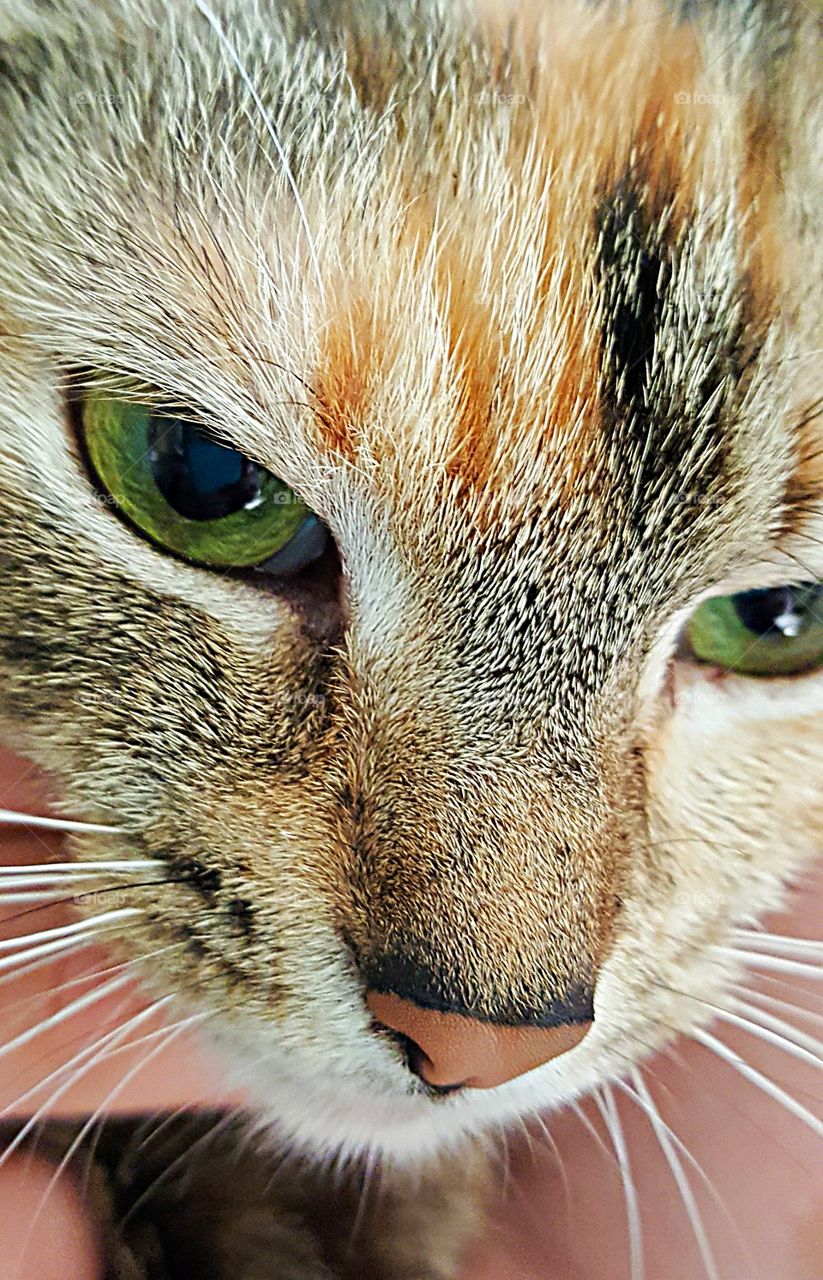 Miss Callie cat face