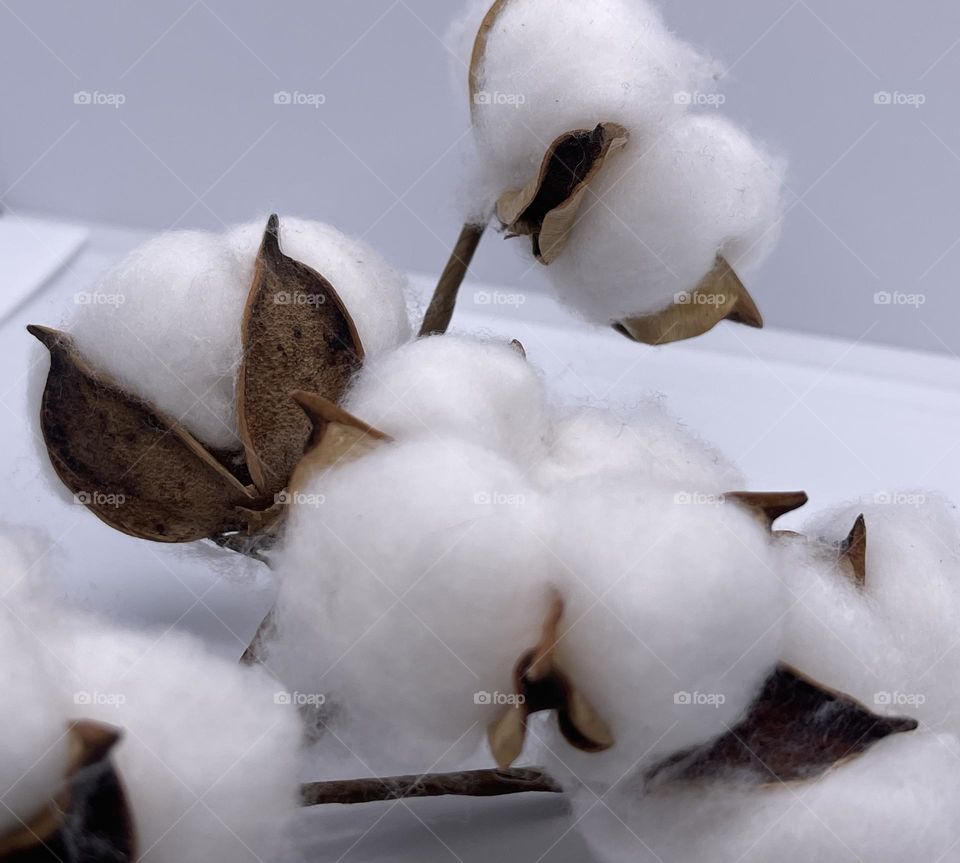 Cotton Buds Plant 