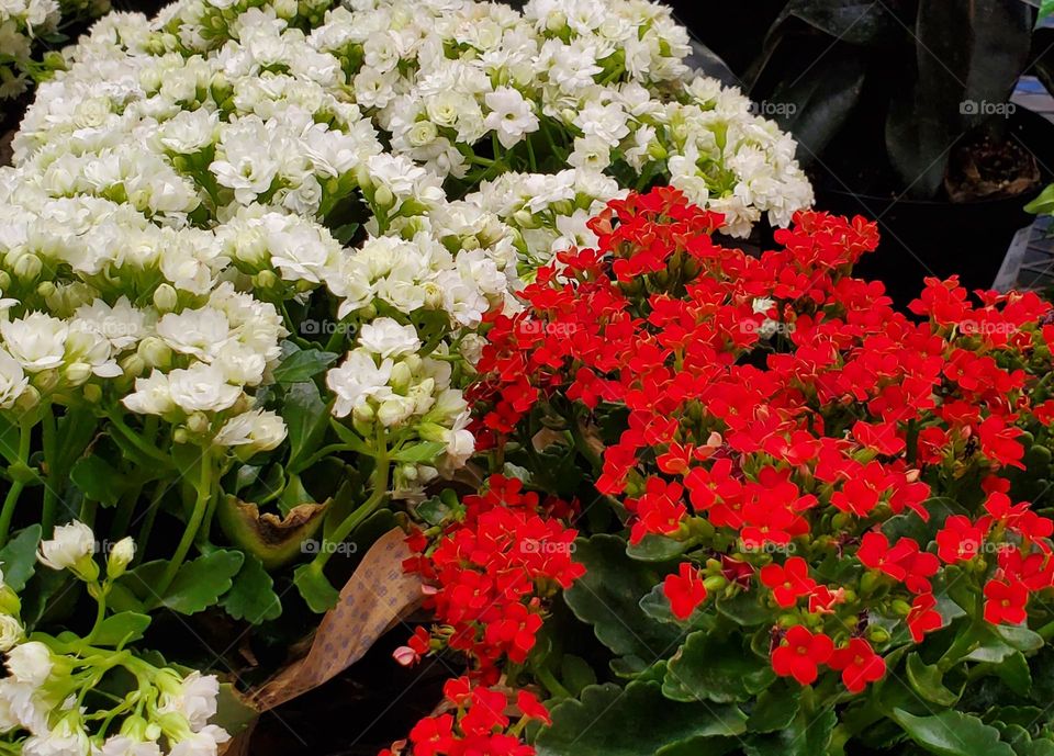 Red and White Flowers