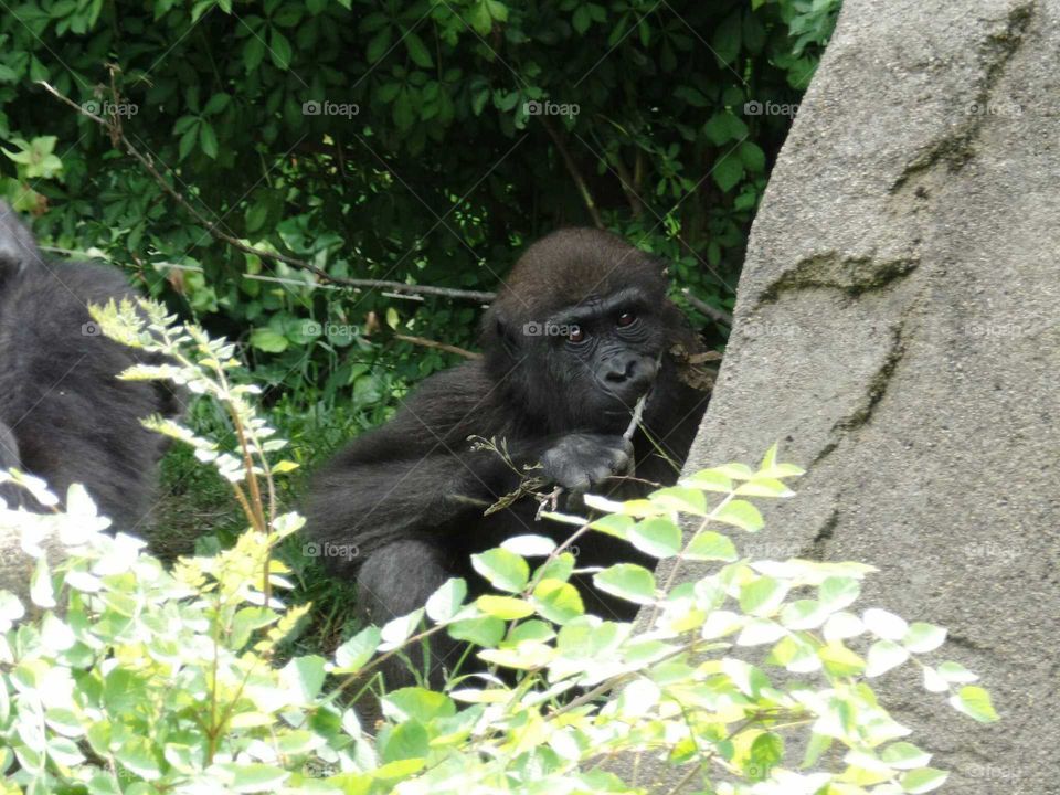 Gladys the Gorilla