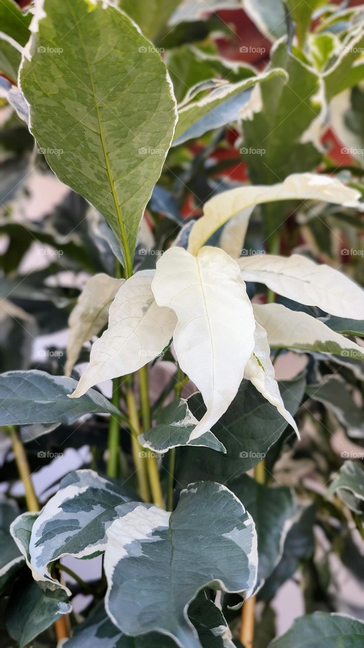 The same foliage that produces green and mixed green and white leaves has produced some completely white leaves.  Very beautiful to see.