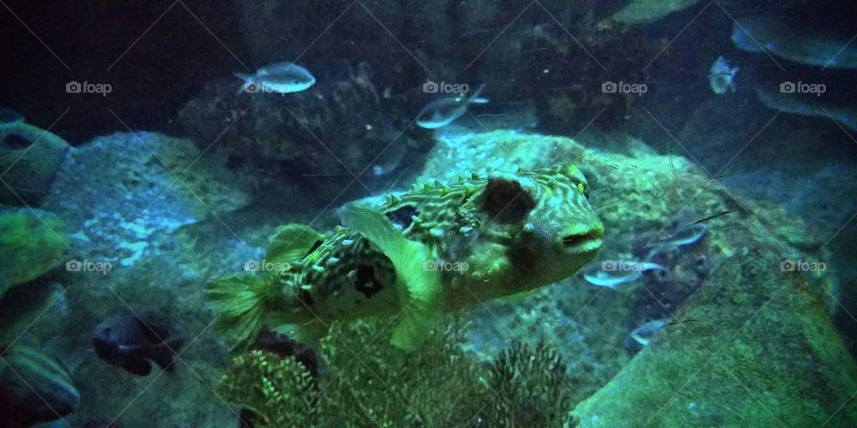 Puffer Fish at Boston Aquarium