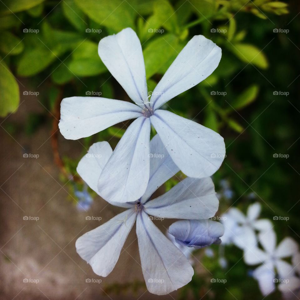 I lovely flower. This flower shows the peace