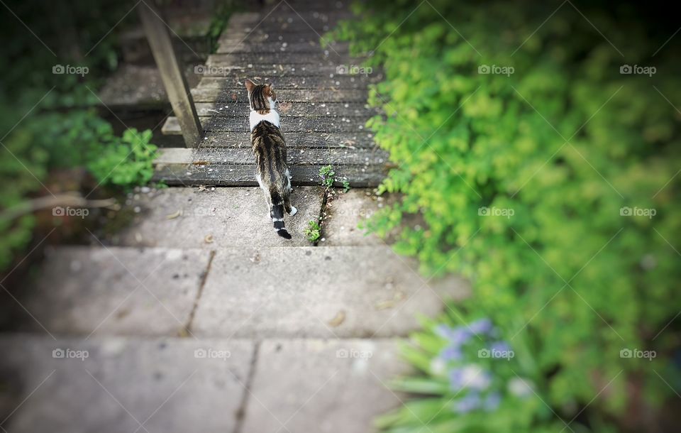 Cat. Cat in garden 