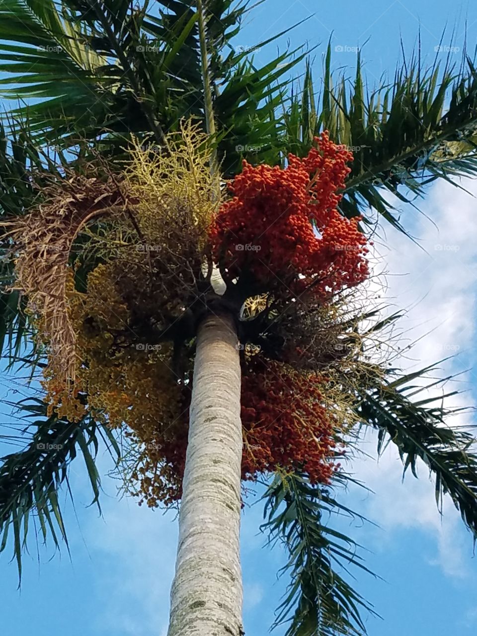 palm tree swaying in the wind