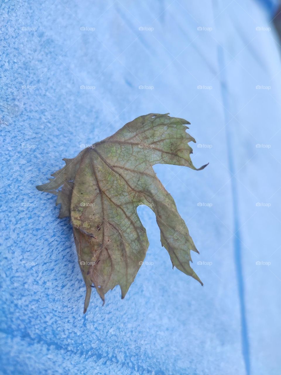 Leaf
