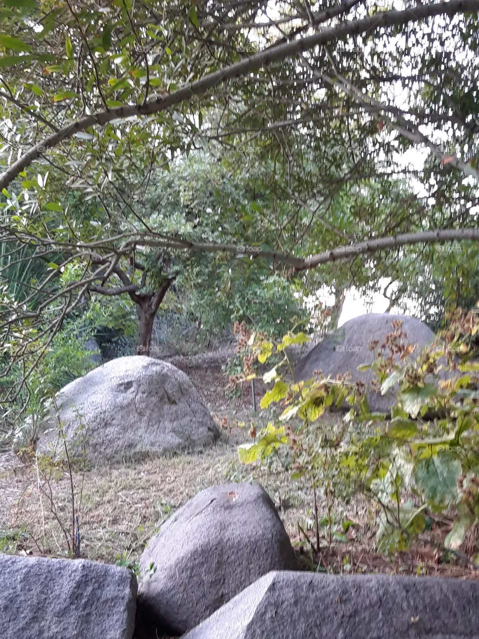 nature