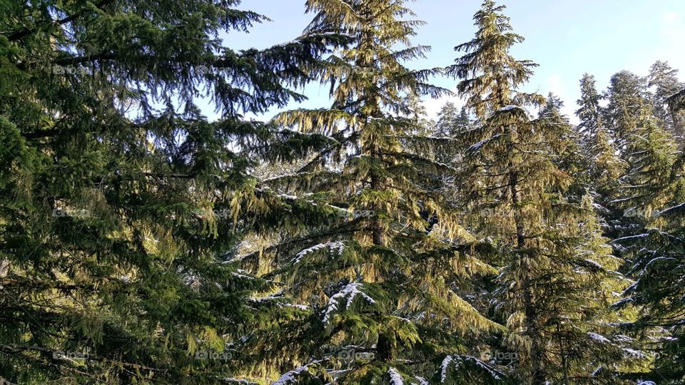 Mt. Rainier evergreens