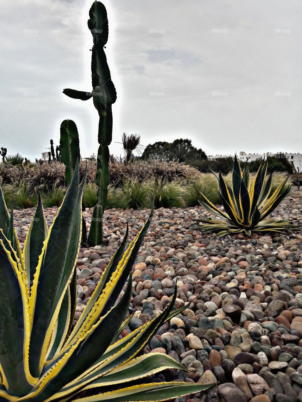 🌵🌿🌳🥀 multitree