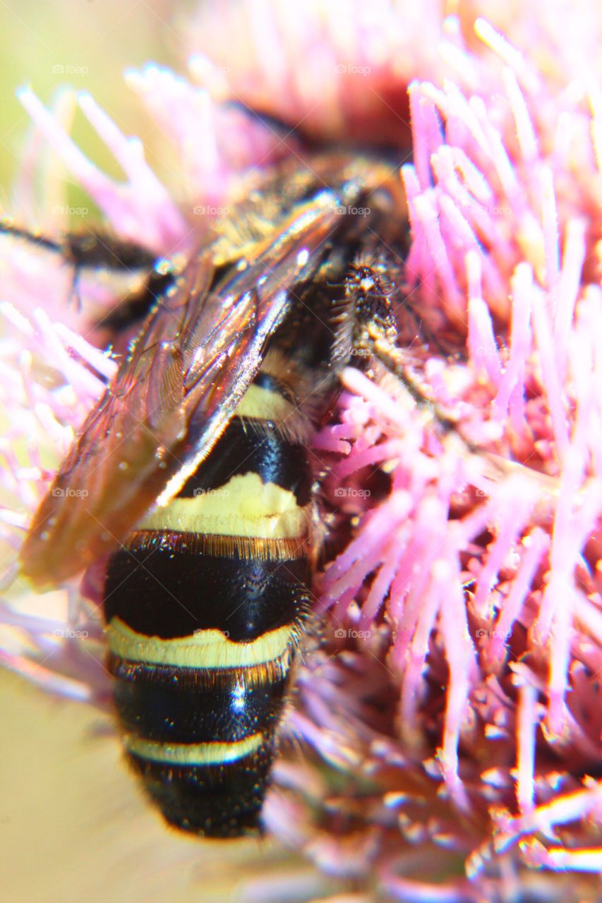 Yellow jacket on a thistle