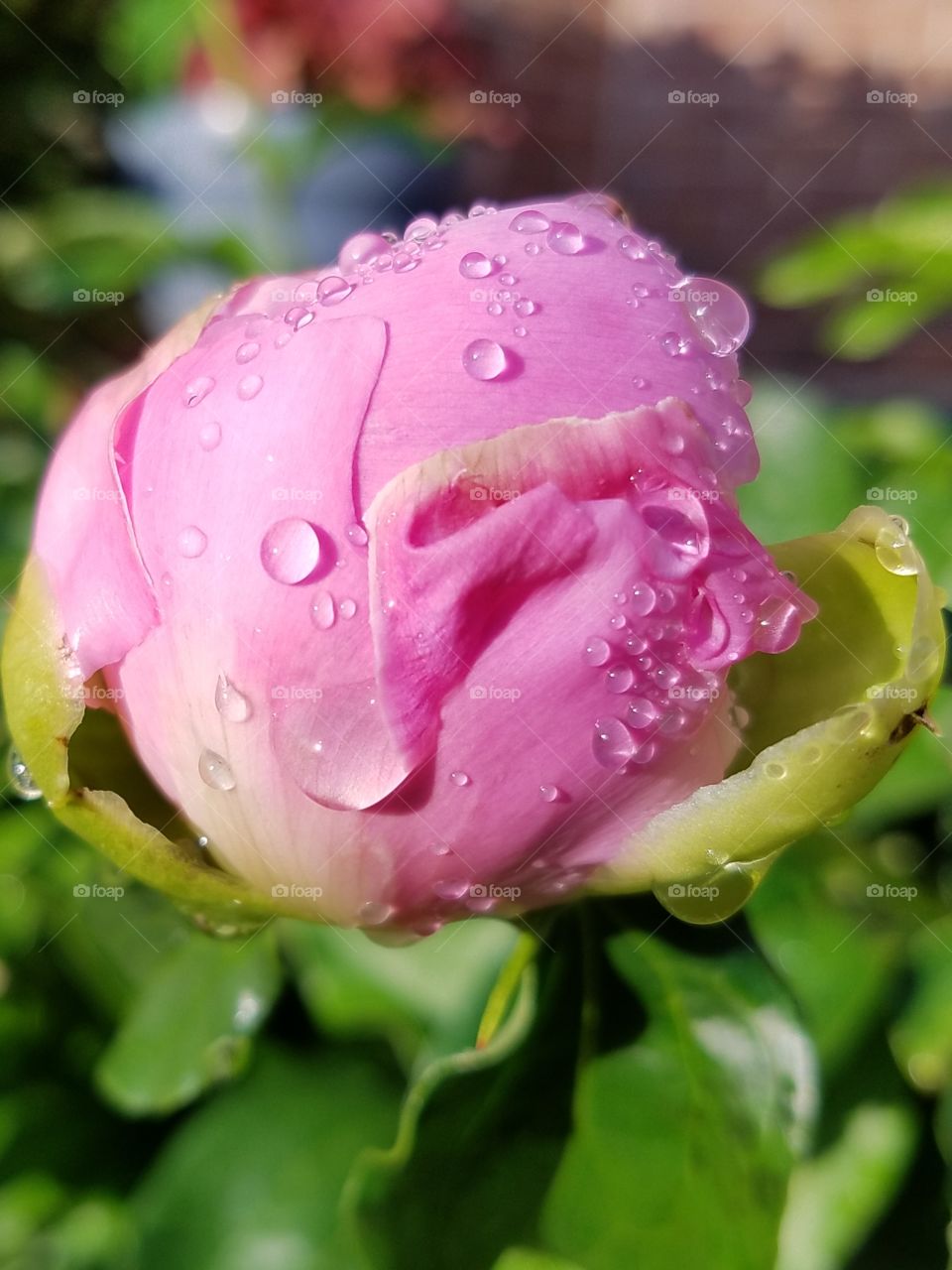 close up of a dew covered deep pink peony bloom ready to blossom