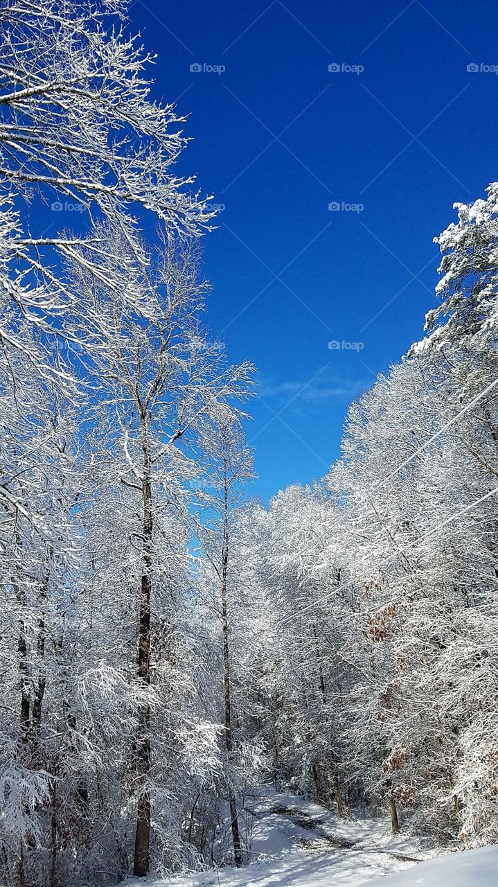 very white trees in a very blue sky