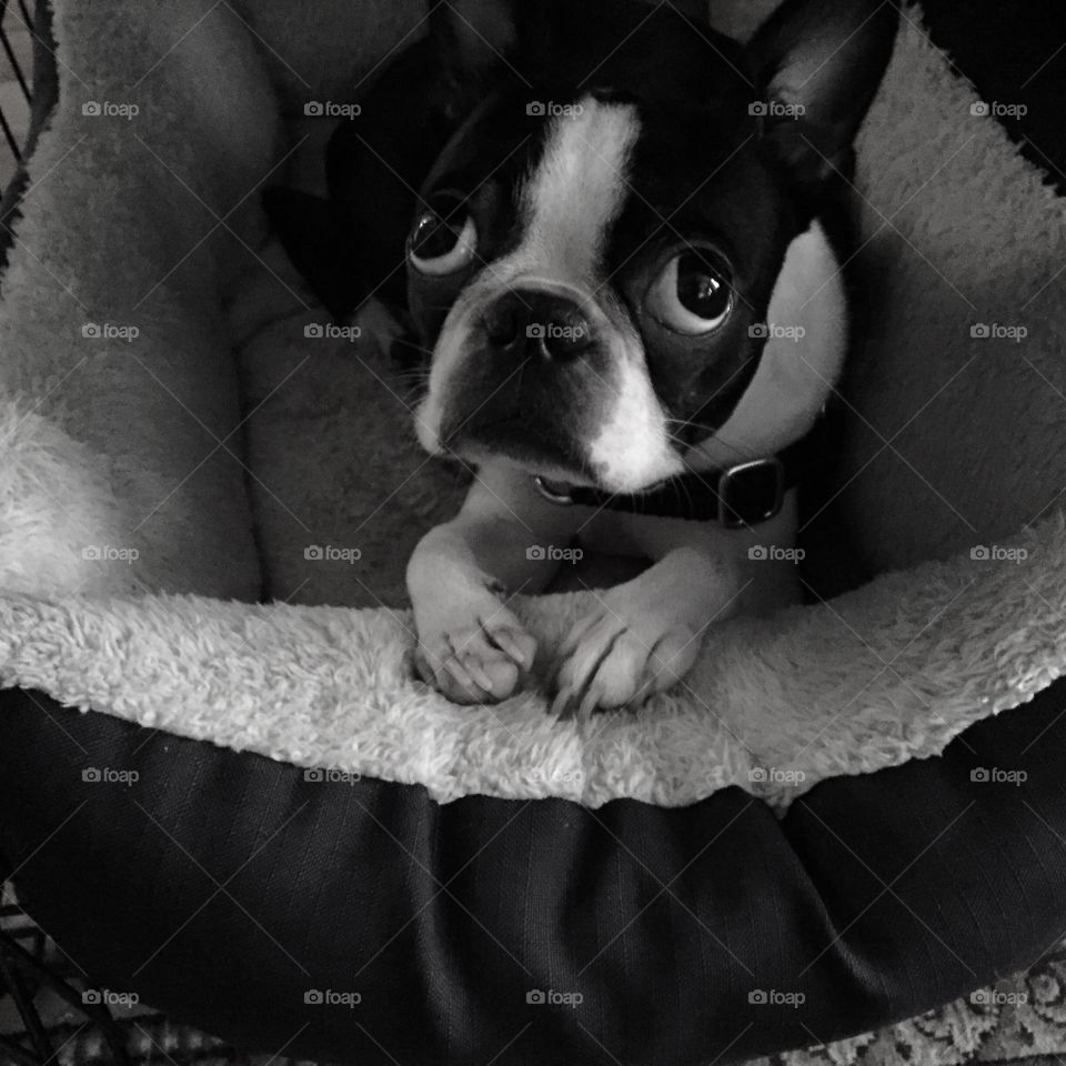 Looking Guilty. Gastby the Boston Terrier trying to look innocent, odds are he's up to something.