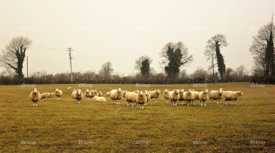 Sheep, Mammal, Livestock, Agriculture, Farm