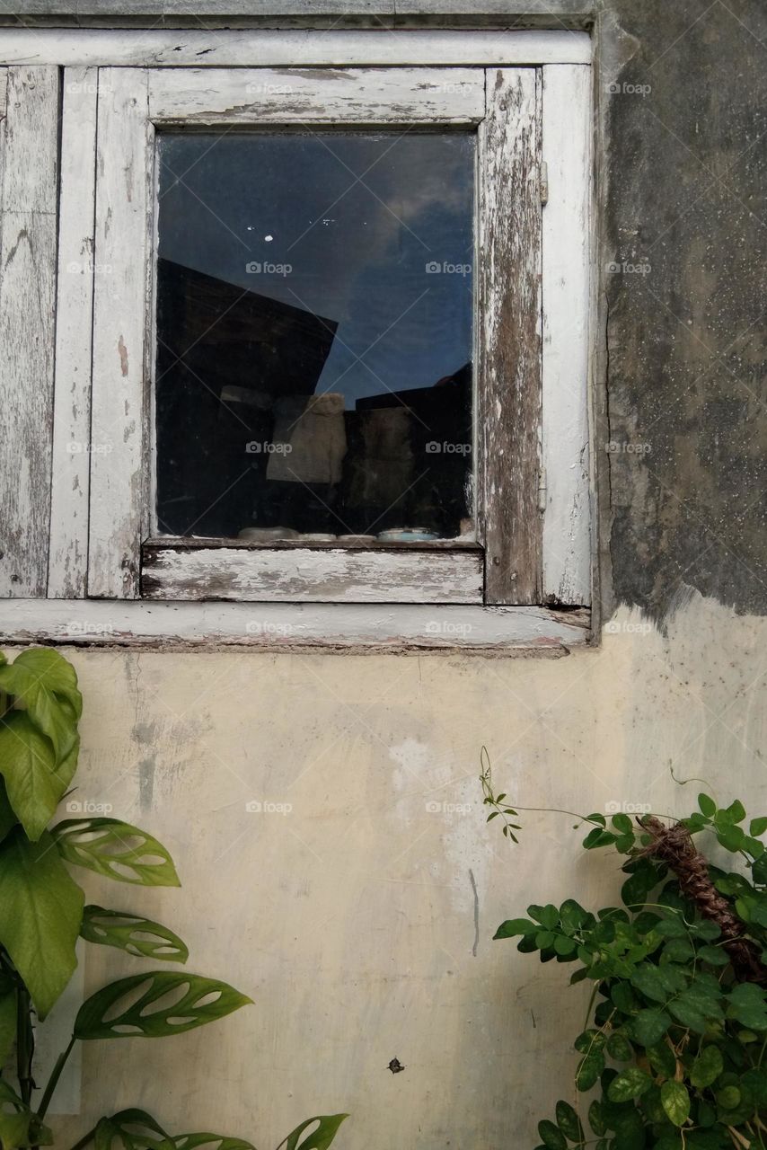 plants against old wall with weathered wooden window