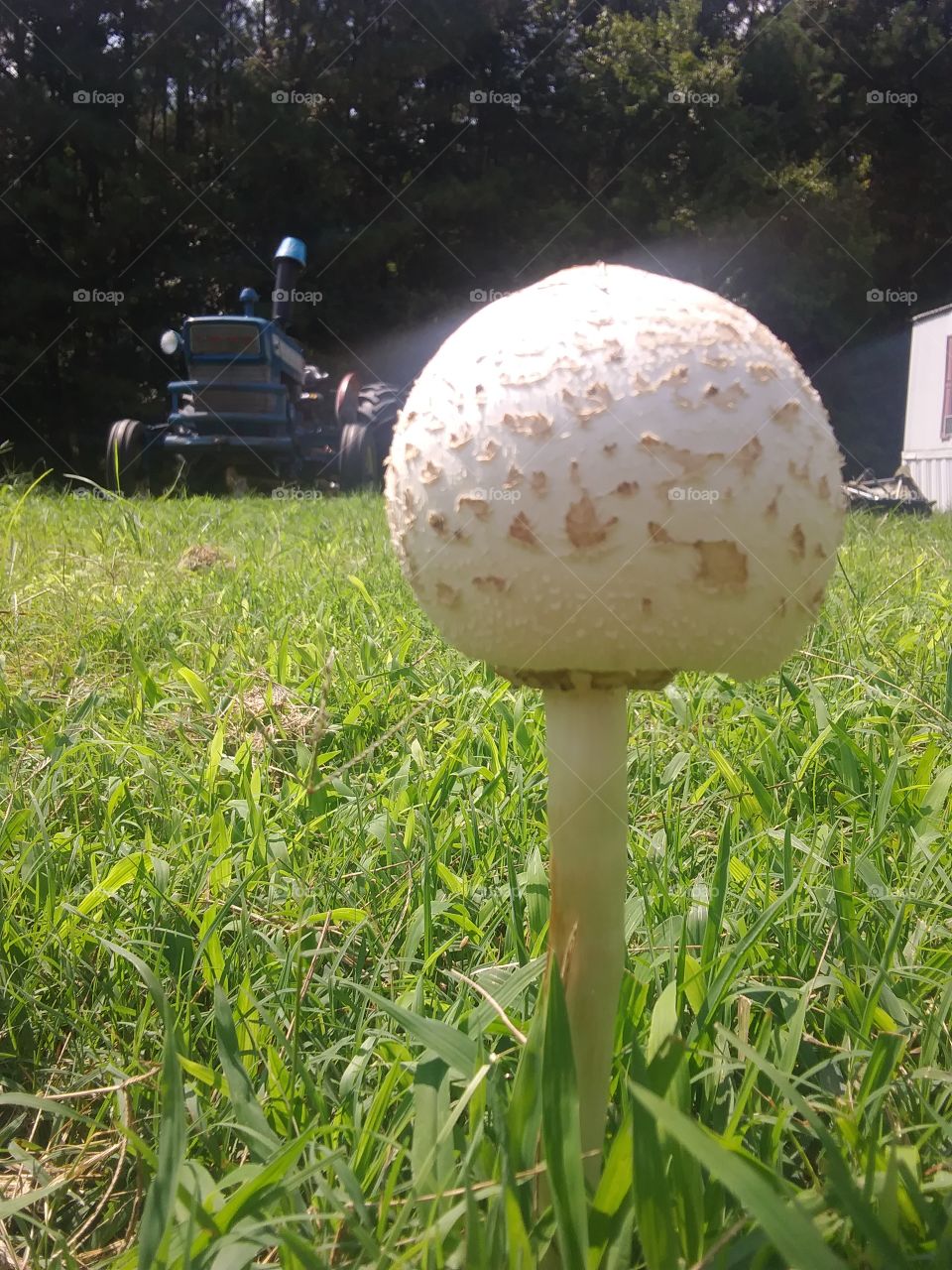 strange mushroom