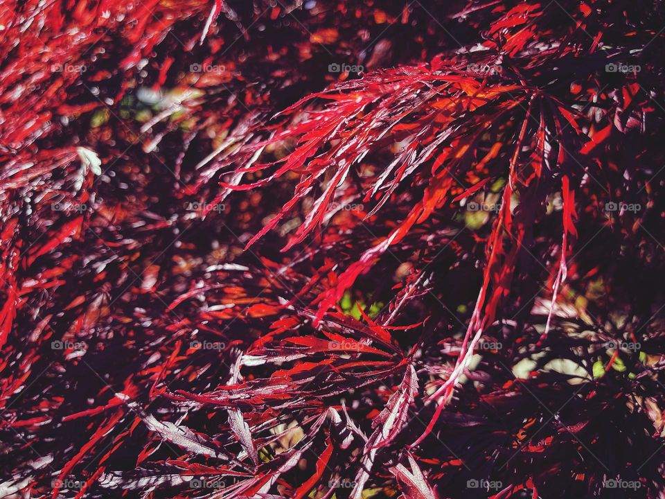 Sunlight through red leaves 