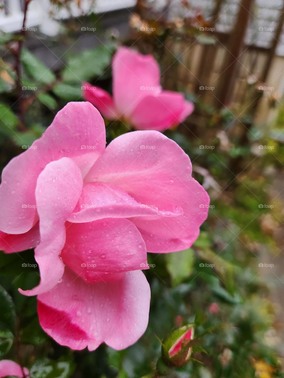 pink rose begins to bloom