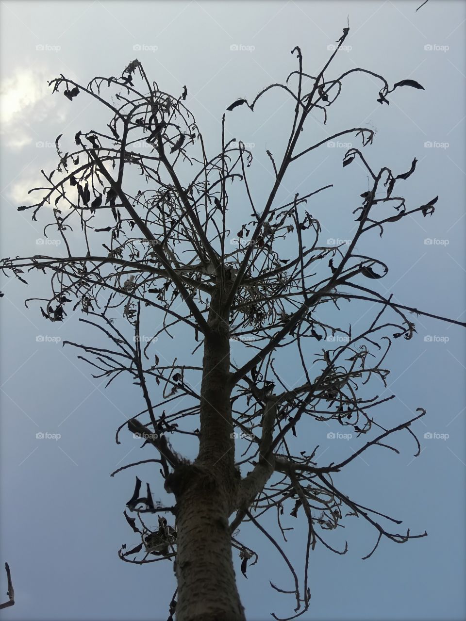 Fall is dominating old leaves to replace with new lives