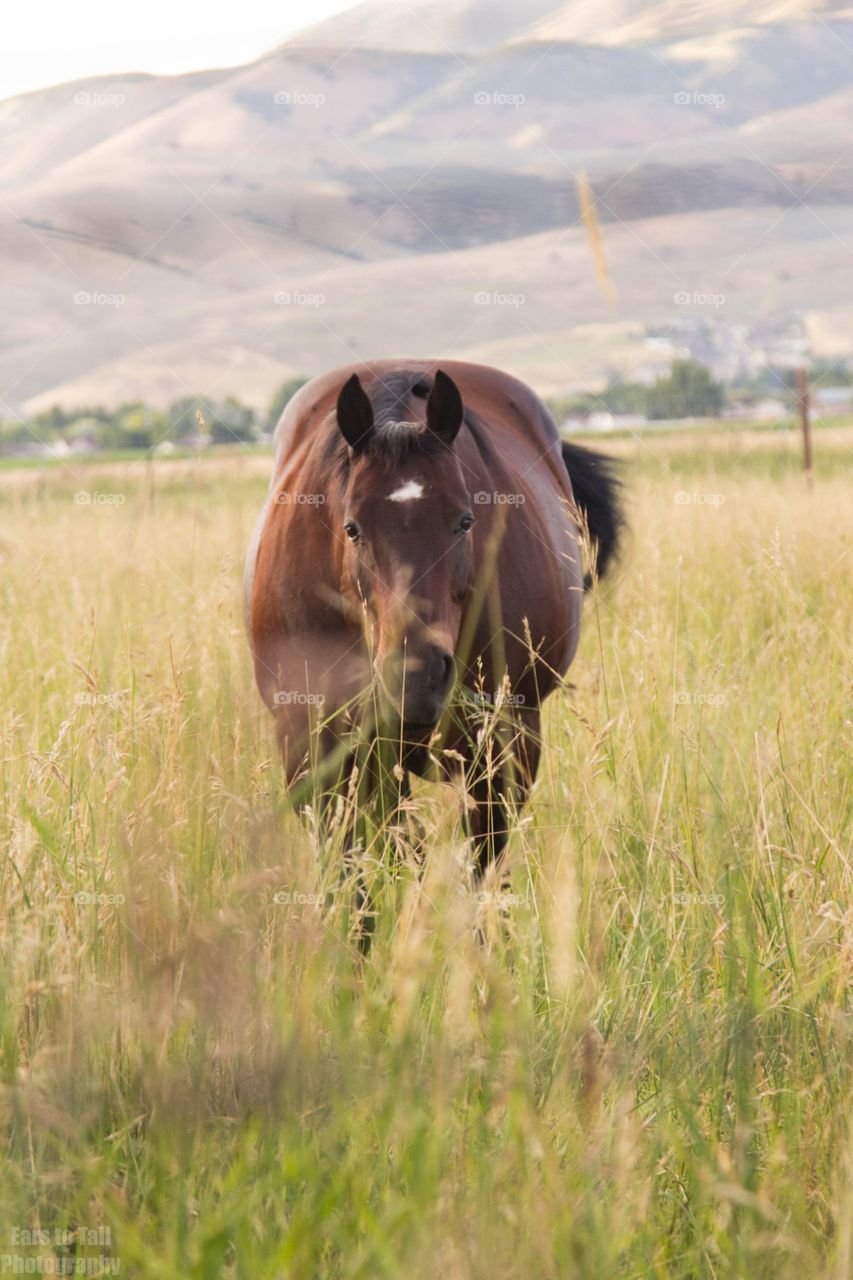 Pasture