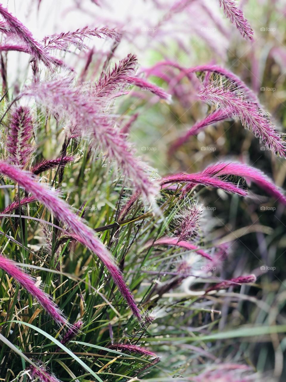 Magenta flower grasses in the field, magenta in California, magenta in nature, magenta in the fields, color of the year 