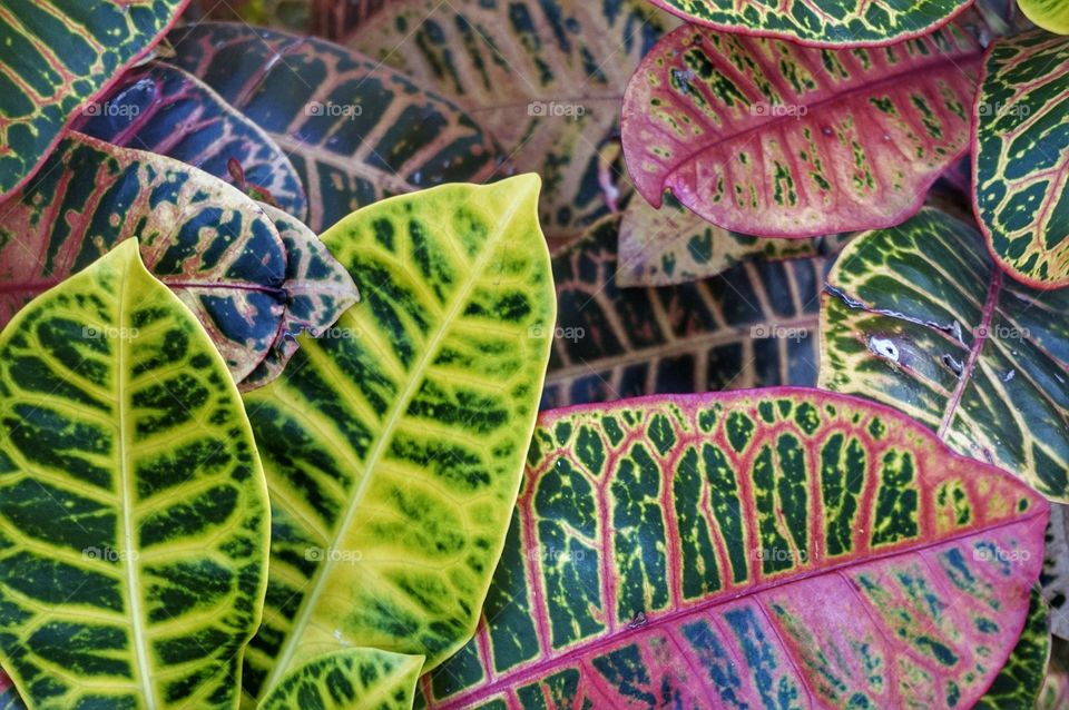 Colorful leaves