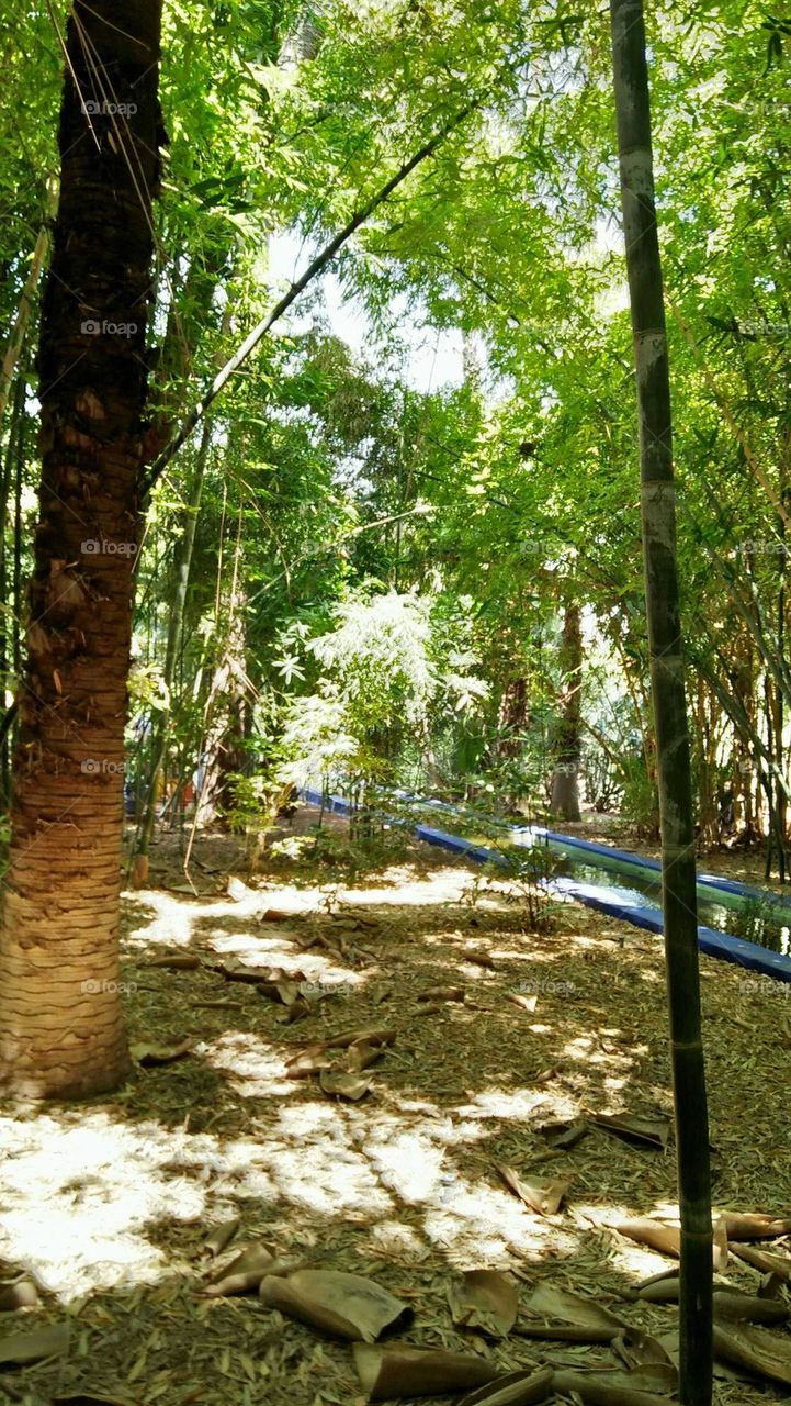 Beautiful Majorelle garden.