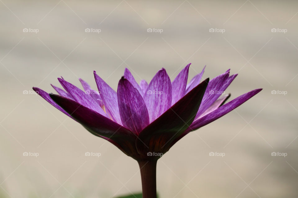 green light nature flower by sonchai