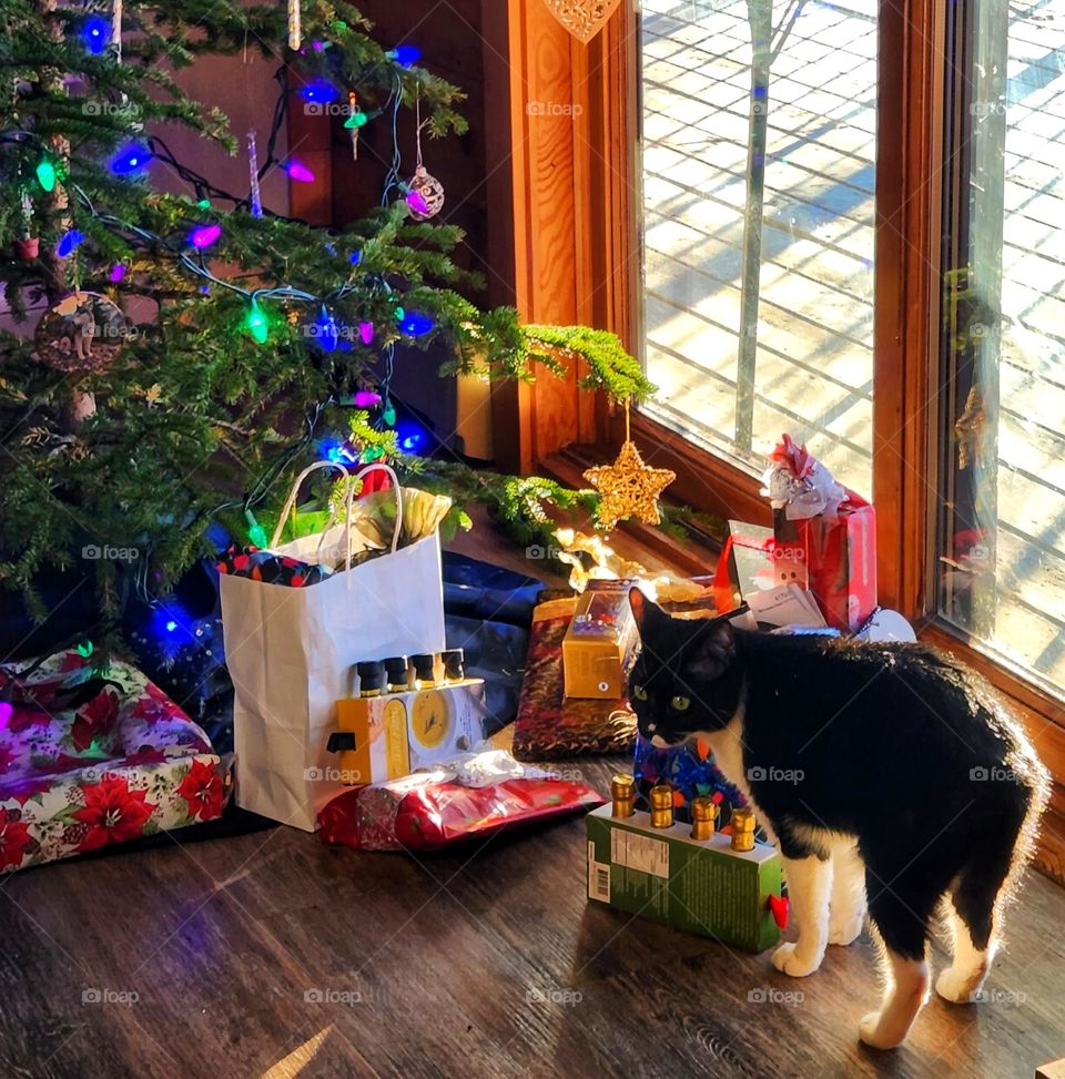 Cats and Gifts on Christmas morning