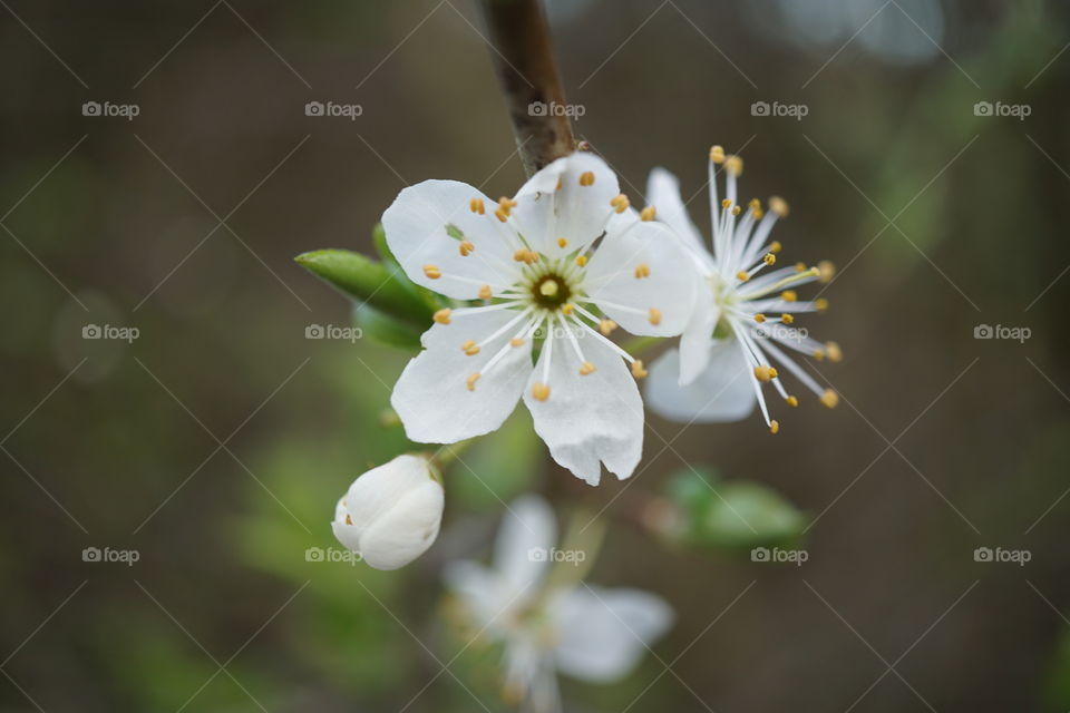 Beautiful wild apple blossom growing on the riverbank 