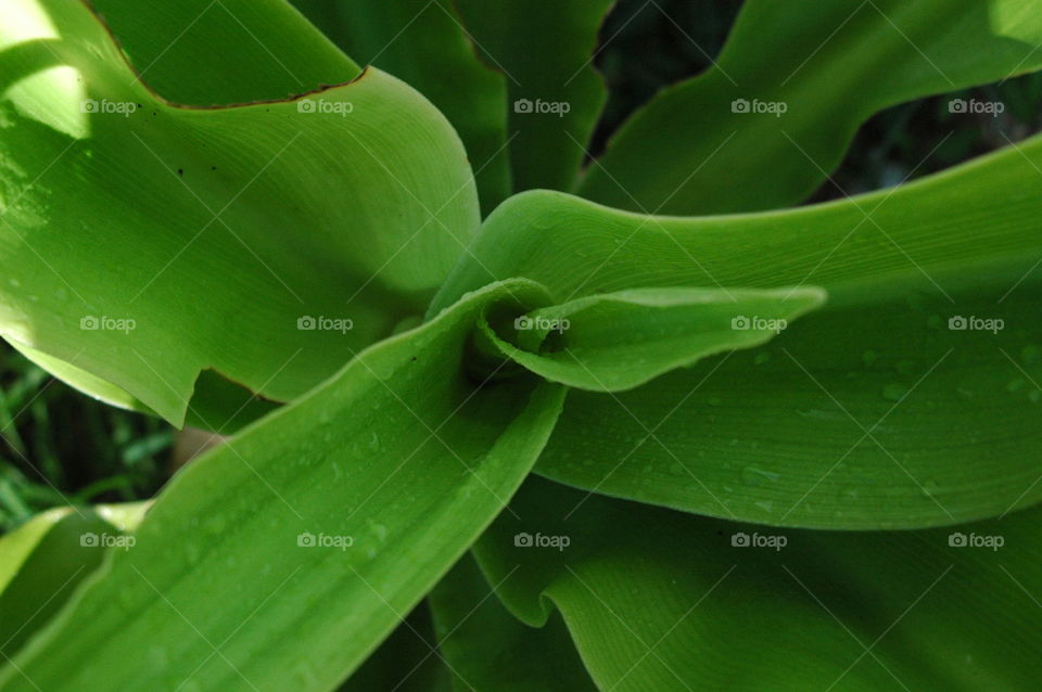 Corn plant 